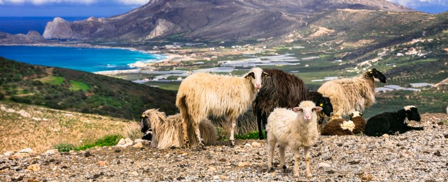 Sheep grazing in Greece